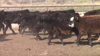 Perez Cattle Company - Commercial Steers