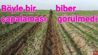 Biber yetiştiriciliği biber de ara çapalama mersin tarsus biber ekimi ve bakımı püf noktası.