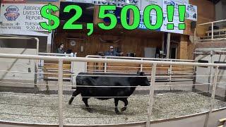 Turning Old Cows Into NEW CASH!!