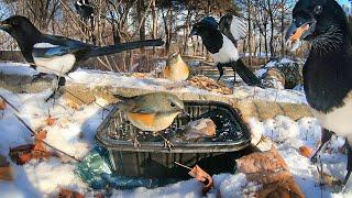 What Happens When You Leave a Bowl of Warm Water at a Park in the Winter