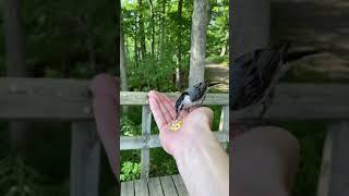 Bird feeding #Shorts