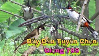 Chào Mào Tuyển Gia Lai Giọng Xoắn 789 Gi..á R..ẻ 1-11-2024