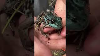 Rare Blue Northern Leppard Frog Caught On Camera