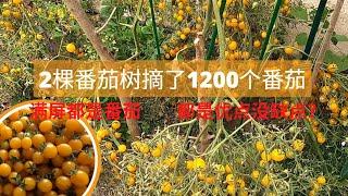 2棵番茄树摘了1200个番茄  满屏都是番茄   都是优点没有缺点吗？