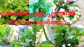 Propagation of Jerjer Plants Malayalam/Jerjeer Leaves& Benefits/Jerjeer Salad/Arugula/Rocket Leaves