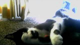 cute kitty loves to play :wesker