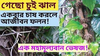 চুই ঝাল চাষের পদ্ধতি/Chui Jhal Gach#geoedututorial#