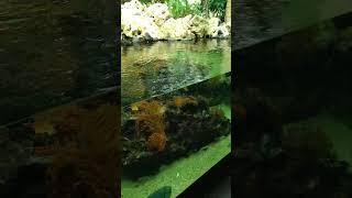 Beautiful Ocean Fish I Original Video HD I Original Sound