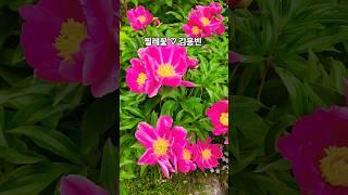 장마철 활짝핀 작약꽃! #찔레꽃#김용빈#트롯
