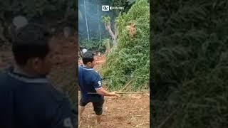 Polisi Tangkap Petani Ganja #shorts