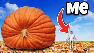 Giant Pumpkin Hunting!!