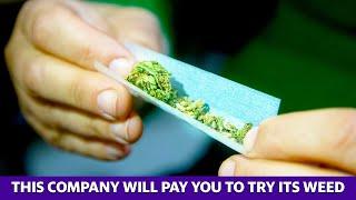 Get paid up to $36K to smoke and review weed