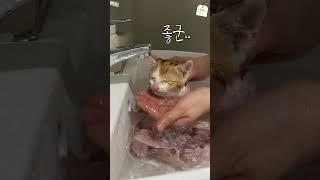 아깽이 살살 녹이는 목욕 맛집 (이 언니 손길 치명적이야..) #새끼고양이 #고양이호수 #고양이