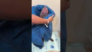 My Scary Dogs Bath Routine 🫧 #dogbath #asmr #doggrooming #pitbull  #viral #shorts