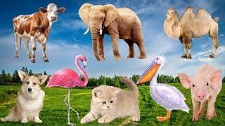 Amazing Animals in The World: Cow, Dog, Cat, Elephant, Rabbit - Animal Sounds