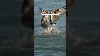 Daredevil Osprey dives talon first into the water and snatches a toothy lizardfish from the deep.