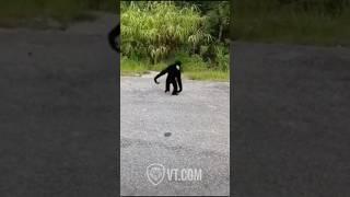 Black Monkey Reunites With His Old Friend PT.18 