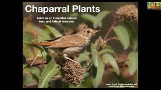 Native Plant Gardening 101: Bringing Birds to Your Garden