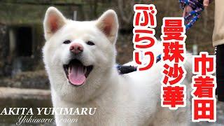 【大型犬】秋田犬ゆきまるのぶらり途中下車の旅【巾着田曼殊沙華】