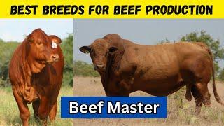 Beef Master The Best Breed For Meat Production