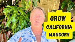 Growing Mangoes Successfully in California | Mango trees Loaded with Fruit!