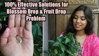 How to recover blossom drop and fruit drop problem of chilli plant (Causes & Solutions)