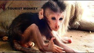 OMG Fresh newborn monkey very thin, Newborn baby monkey very small, Baby Charlee look so cute