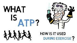 What Is ATP & How Does ATP Work During Exercise?