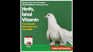 Güvercinlerde İshal Hırıltı ve Vitamin Eksikliği