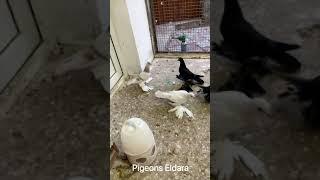 Pigeons, Голуби , Последний Молодняк 2021 года