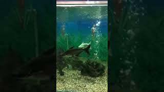 Aquarium Life I Dream Aquarium I Chalte Chalte VLOG