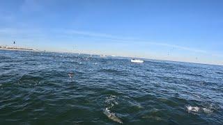 Striped Bass Blitz on Bunker off North New Jersey, Unreal Footage of Striper Busting on the Surface!