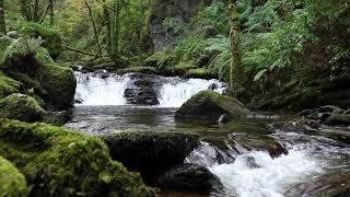 1 Hour of a Relaxing Forest Waterfall W/O Birdsong - Calm Nature Sounds for Sleeping & Meditation