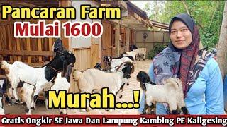 1 600..!! GRATIS ONGKIR SE JAWA KAMBING PE KALIGESING #kambingpe #hargakambing #etawa