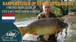  3 weken karpervissen op Etang des Gaulois! Richard Lous vangt meer dan 80 karpers vanaf stek 9 