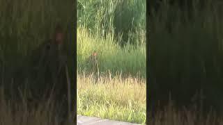 Mom talks to a bunny