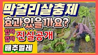 막걸리살충제 효과있을까요 천연살충제 진실공개