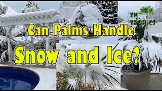 Can Palms Handle Snow?