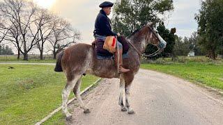 Caballo Overo colorado entrepesado $2.500.000 LOSEQUINOS.COM