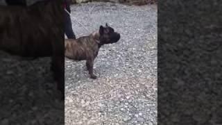 Achilles don't play | Presa Canario