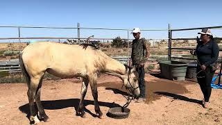 How To Start Positive Reinforcement Training and Target Training, clicker training horses, +R