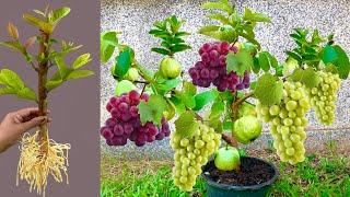 Easy way to propagate guava trees with grapes​ fruit to produce fruit quickly