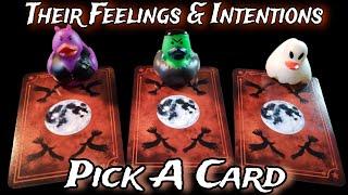  Their Current Feelings & Intentions  Pick A Card Love Reading