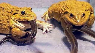 Giant Asian Bullfrog Tries To Eat Big Water Snake! Warning Live Feeding