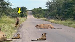 THE HYENA WENT TO GO AMONG THE LIONS AND THE WORST HAPPENED