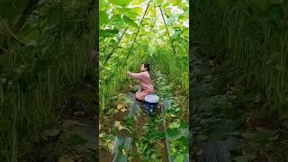 Here We Go Harvest Green Beans  Gingers And Garlic #satisfying #short #agriculture