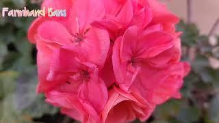 Geranium | Pelargonium Unique And Beautiful Flower Colors. [Farmhand Bans ]