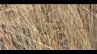 Hyparrhenia hirta  thatching grass and Coolatai grass  Sithonia Greece