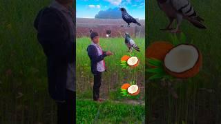 kauwa, kabutar, tota ,& mor,  new bird name magic VFX video // #ytshorts  #VFX #new