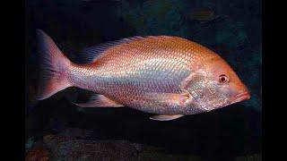 Facts: The Red Snapper